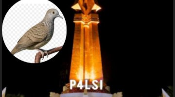 P4LSI Kabupaten Sampang Siap Populerkan Perkutut Lokal Melalui Even Rutin